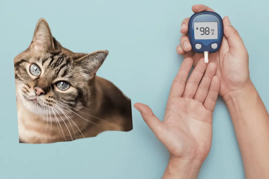 cat with glucometer