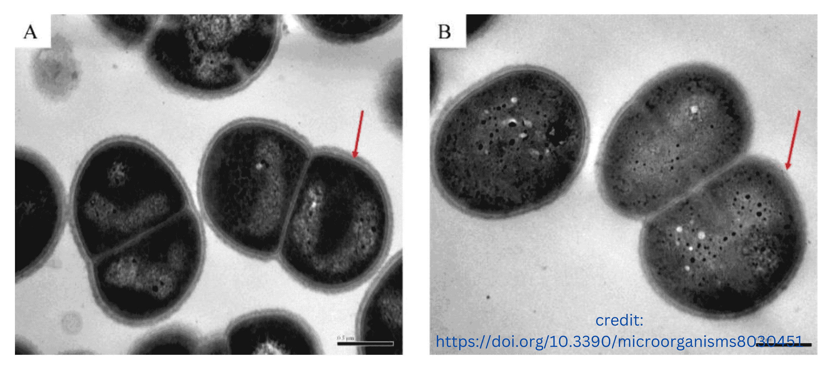 antioxident microbe